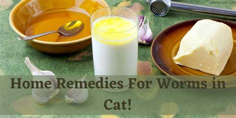 Home Remedies For Worms in Cat! Natural Dewormer For Cats