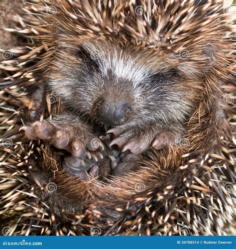 Hedgehog Baby Close Up Stock Images - Image: 34788514