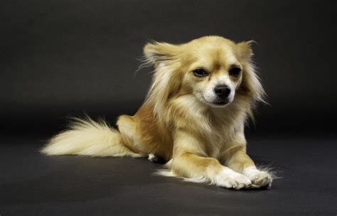 Long Haired Chihuahua - A Complete Breed Guide | All Things Dogs – All ...