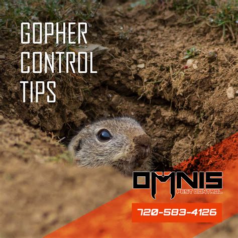 Gopher Control Tips - OMNIS Pest Control