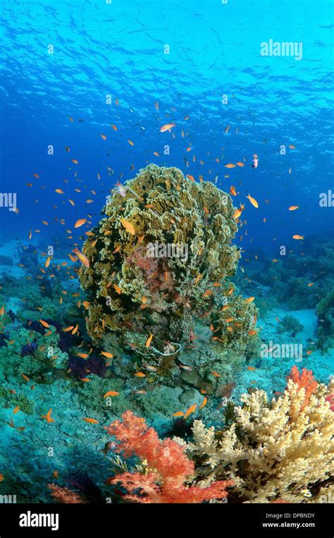 coral reef in Ras Muhammad National Park, Sinai Peninsula, Sharm el ...