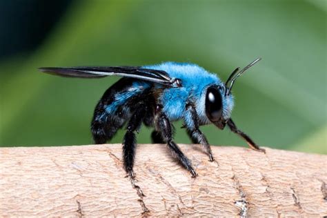 75 best Blue Carpenter Bee images on Pholder | Nature Is Fucking Lit ...