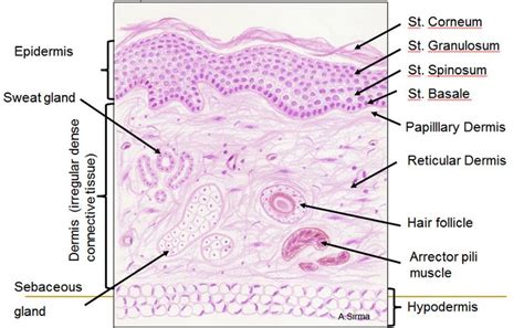 Pin by Katherine MacDonald on Science | Integumentary system, Skin, Medicine notes