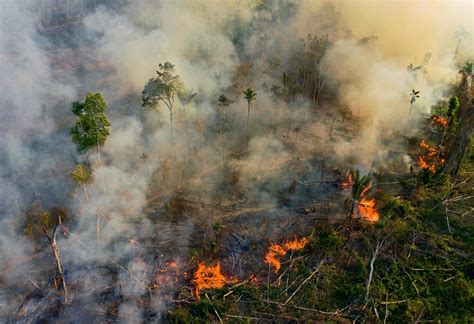 Wildfires and Wildlife Habitat Impacts – We're Cooked!