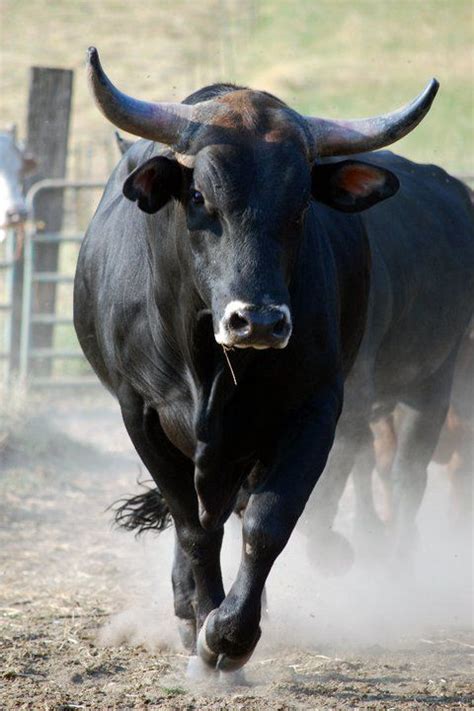 78 best Bulls, Bull fights and Bull Fighters images on Pinterest ...