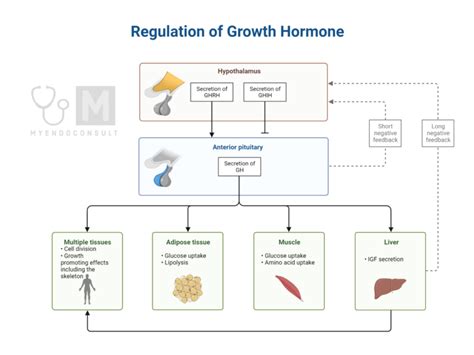 Mechanism Of Action Of Growth Hormone - My Endo Consult