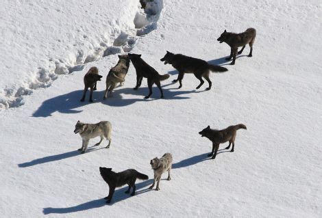 Reintroduction | Wolves of Yellowstone