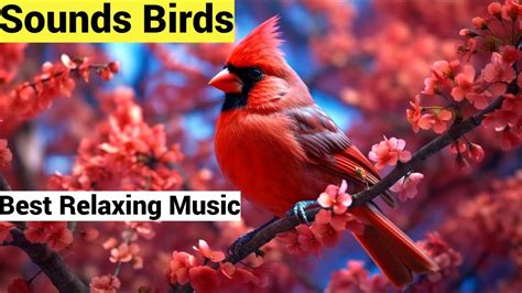 Relaxing Music.Bird Sounds.Sleep Music.Piano Music.Meditation Music. - YouTube