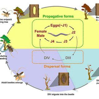 Life cycle of Bursaphelenchus xylophilus ( Provided by P. Naves,... | Download Scientific Diagram