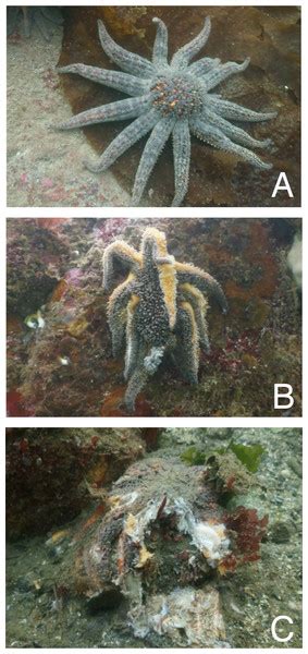 Evidence for a trophic cascade on rocky reefs following sea star mass mortality in British ...
