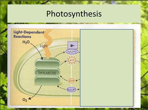 PPT - The Sun : The Primary Source of Energy for All Living Things ...