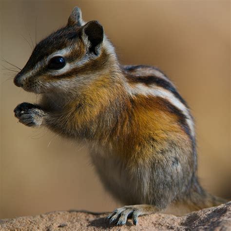 Closed-up photo of squirrel, colorado chipmunk HD wallpaper | Wallpaper ...