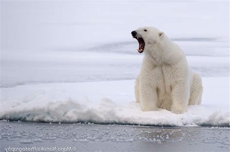 Wallpaper : animals, snow, photography, polar bears, Arctic, tundra, mammal, vertebrate, arctic ...