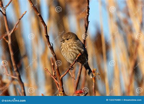 The Fat Songbird stock photo. Image of winter, songbird - 132270480