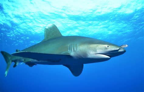 Oceanic Whitetip Shark