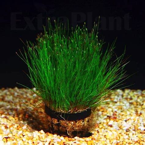 Dwarf Hairgrass - Live Aquarium Plants Java Moss Fish Hemianthus Eleocharis ADA | Aquarium grass ...