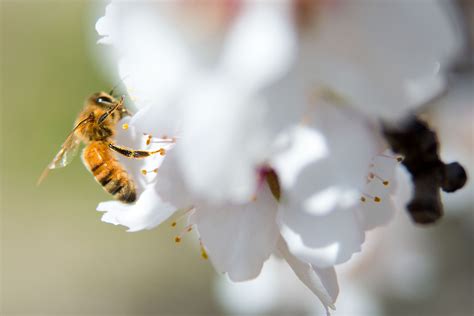 Apis mellifera | North American Hornet Screening Tool