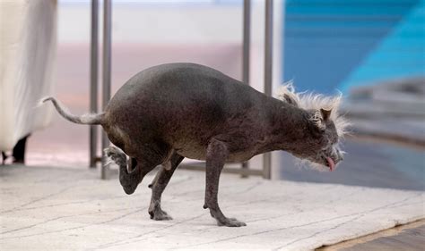2023 World's Ugliest Dog winner, Scooter, shows off his inner beauty on TODAY