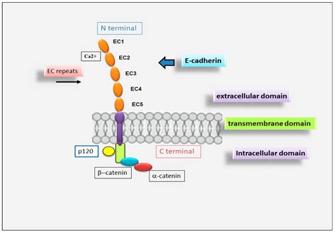 E-Cadherin Signaling | Encyclopedia MDPI