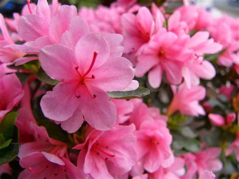 Azalea Flowers Wallpapers | Beautiful Flowers Wallpapers