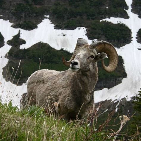 Snow sheep | Get information about hunting snow sheep