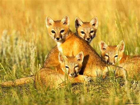 Sfondo Fauna Selvatica, Grandi Felini, Animali 🔥 TOP Immagini