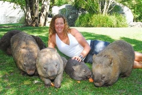 GIANT wombats | Wombat, Australia animals, Cute animals