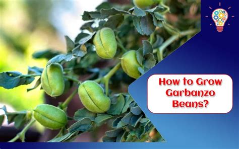 How To Grow Garbanzo Beans? - Updated Ideas