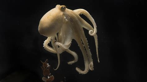 Octopuses torture and eat themselves after mating. Science finally ...