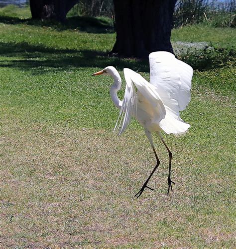 Lake Monger Perth | BIRDS in BACKYARDS