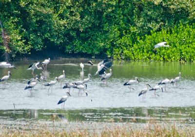 Thattekad Bird Sanctuary- An Interesting Place for Birders in Kerala