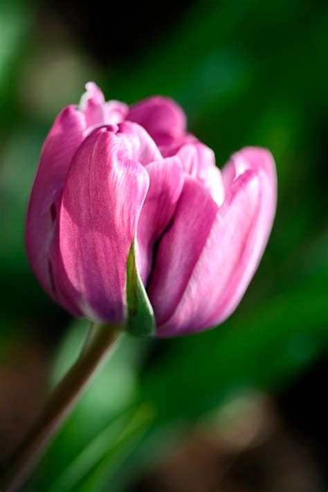 Free photo: Pink Tulip - Beautiful, Red, Natural - Free Download - Jooinn