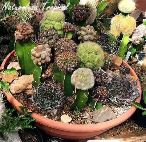 Aprende a injertar Cactus!!!