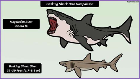 Basking Shark Size: How Big Are They Compared To Others?