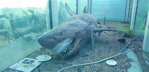 The Story of the Great White Shark Discovered at an Abandoned Zoo