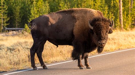 Angry bison gives space-invading photographer a taste…