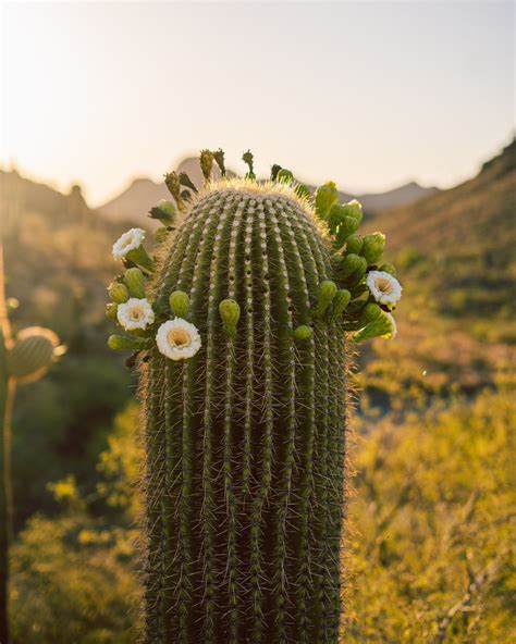 Saguaro Cactus Wall Art/ Saguaro Cactus Print/ Cactus Flower Print/ Flowering Cactus Wall Art - Etsy