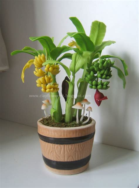 Miniature - Banana Plant | Banana plants, Miniature fruit trees, Bonsai tree types