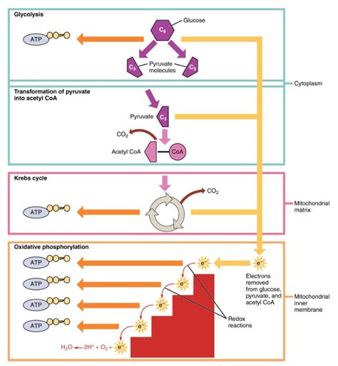 10.3: Carbohydrate Metabolism - Biology LibreTexts