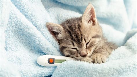 Cat flu symptoms and treatment | Life | Yours