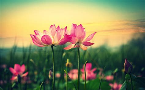 Lotus Flower Wallpapers - Wallpaper Cave