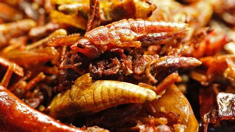 At Seattle Mariners games, grasshoppers are a favorite snack