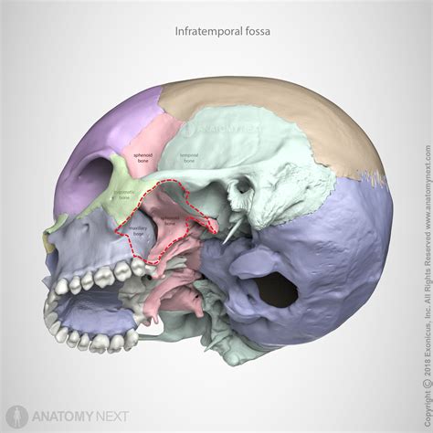 Infratemporal fossa | Anatomy images, Skull anatomy, Anatomy bones