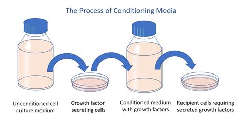 Top 155+ Types of media used in animal cell culture - Merkantilaklubben.org