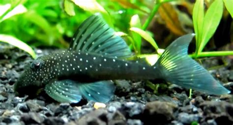 Blue Phantom Pleco L128 (Hemiancistrus sp.)3 | Tropical Fish Keeping