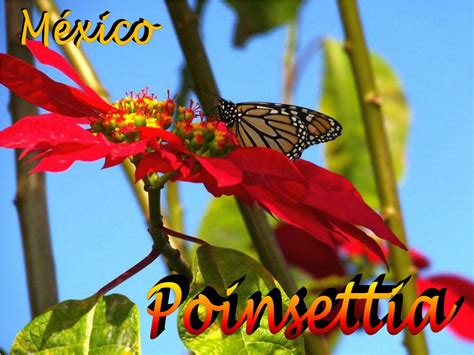 PPT - Mexico Christmas star, Poinsettia PowerPoint Presentation, free download - ID:11766316