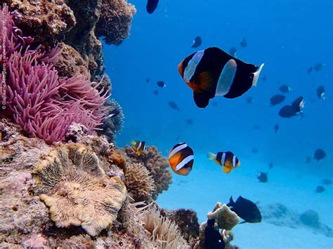 Snorkeling Japan | A Guide to the Best Spots | Snorkeling Report