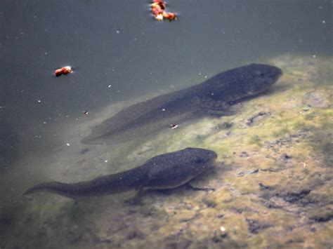 Invasion of the Giant Tadpoles: Wildlife Officials Say It's No Joke | KQED