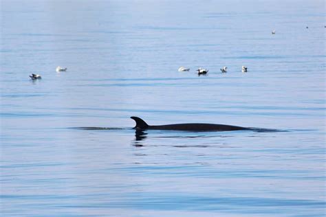 Minke Whale — Hebridean Whale & Dolphin Trust