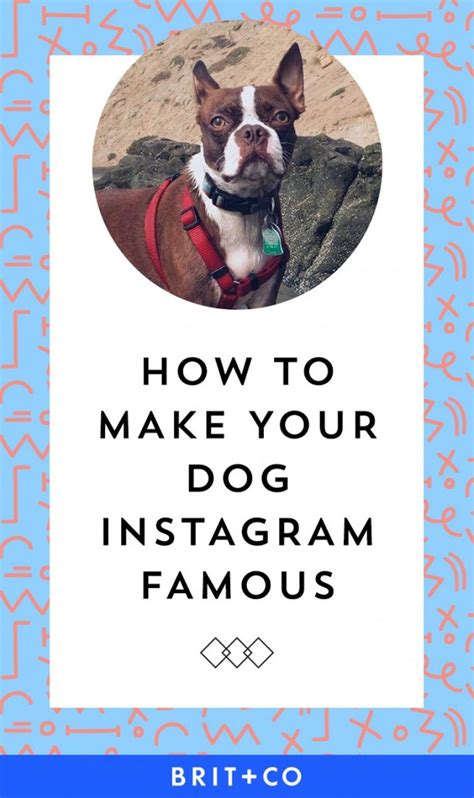 I Made My Dog Instagram Famous, Here’s How You Can Too | Famous dogs, Good instagram names ...